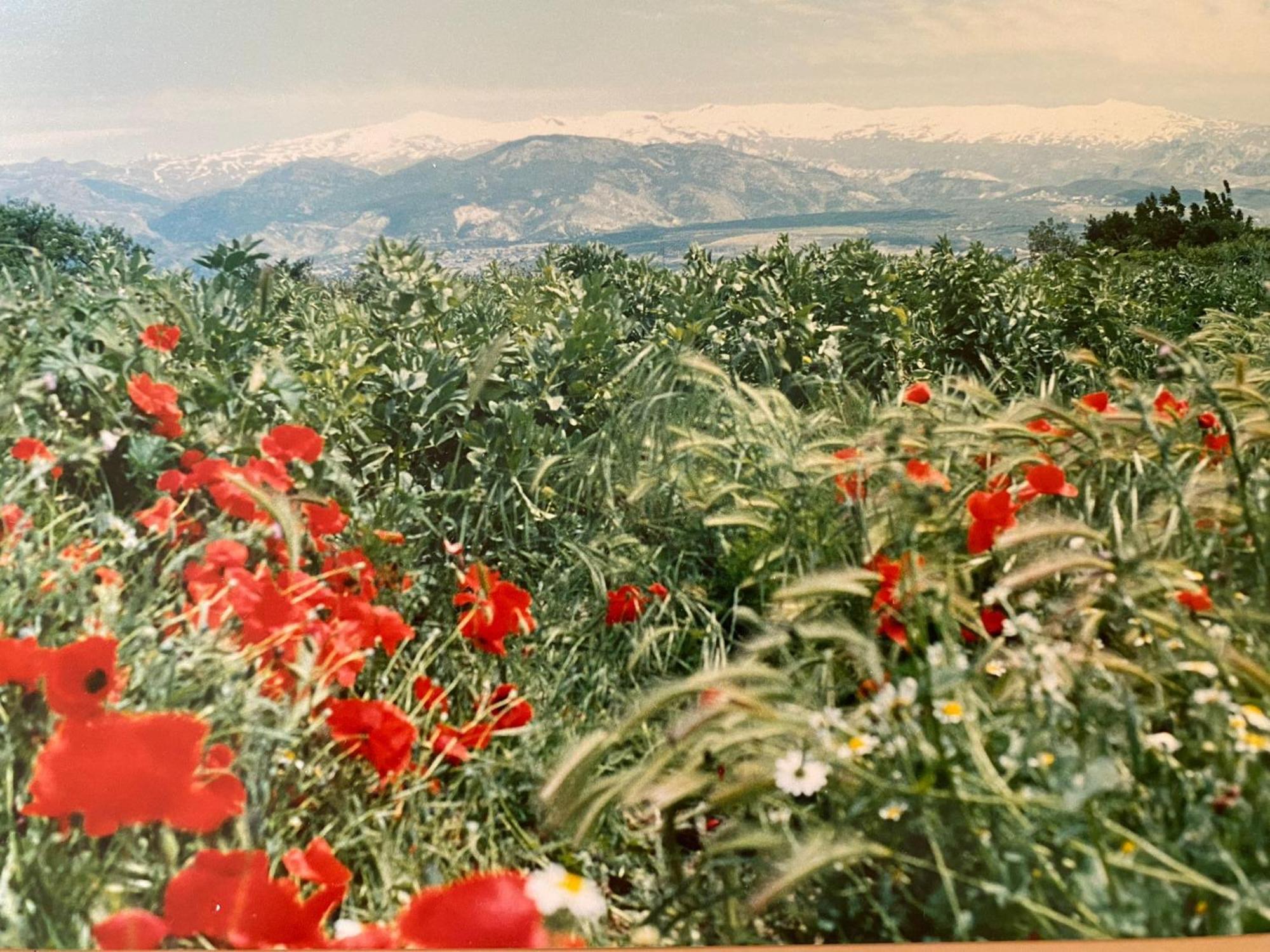 Encantador Cortijo La Emiliana A 5 Minutos Del Centro Churriana de la Vega Exteriér fotografie